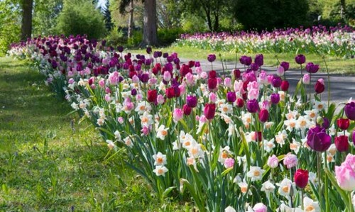 Další místa v Uherském Hradišti budou na jaře opět zářit barvami
