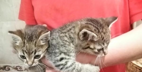 Dvě koťata - šedá